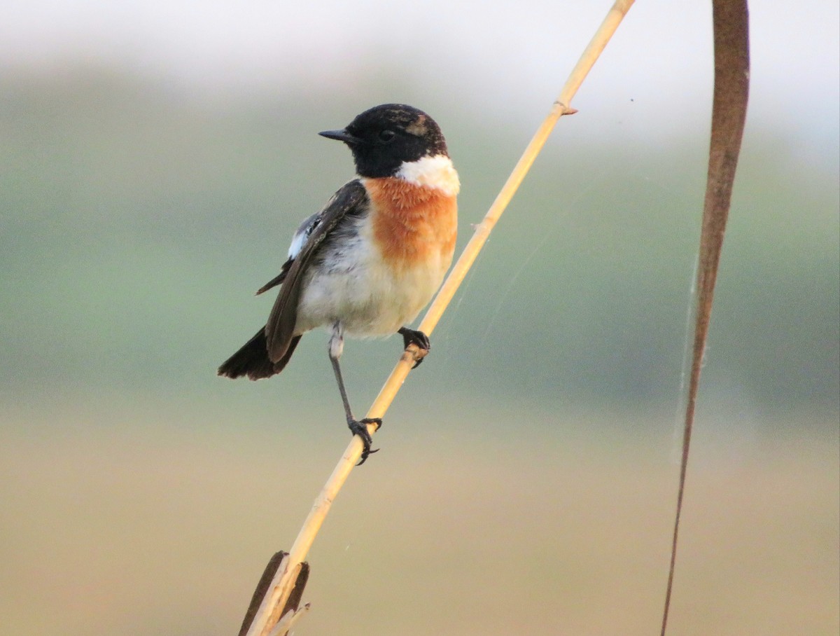 Siberian Stonechat - Geetha Anallur