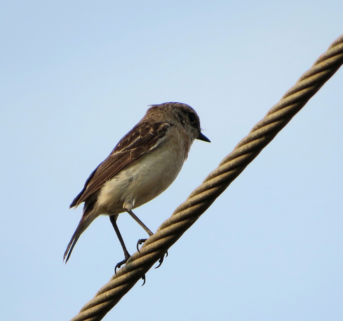 Siberian Stonechat - ML547045951