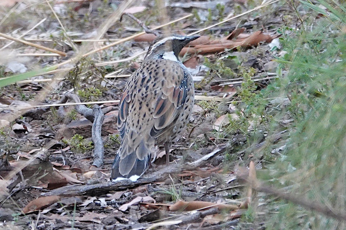 Spotted Quail-thrush - ML547047791