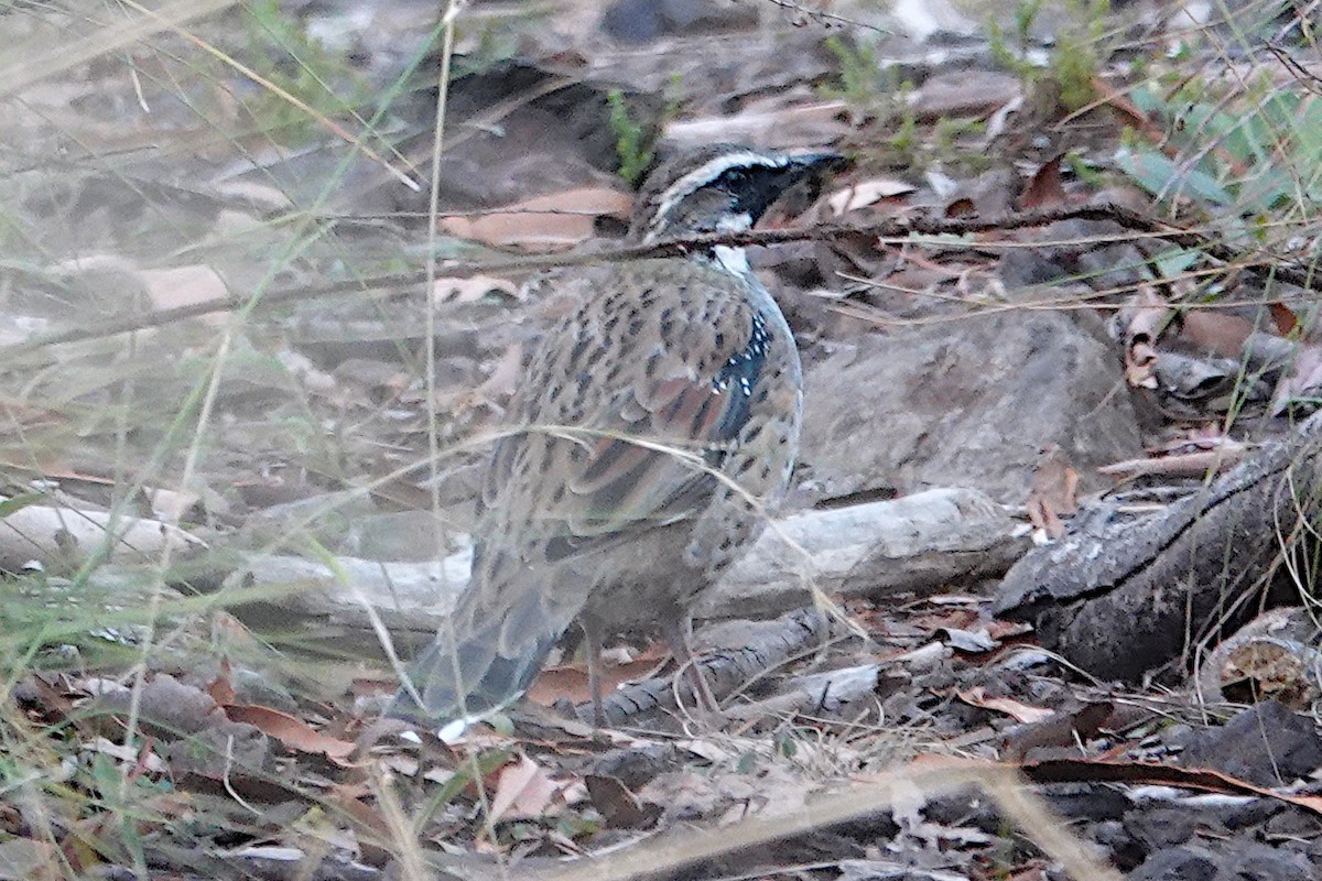 Spotted Quail-thrush - ML547047801