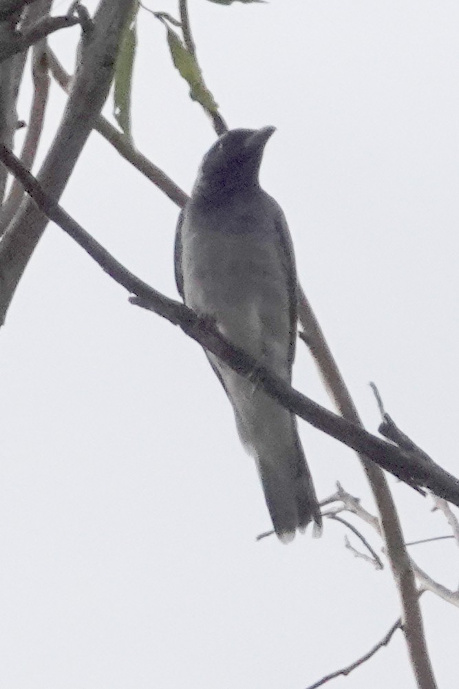 Black-faced Cuckooshrike - ML547047851