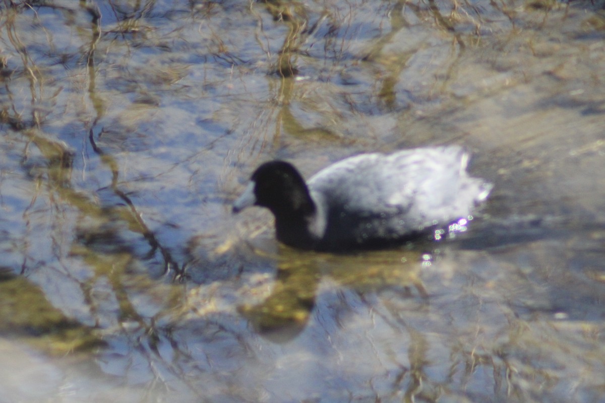 American Coot - ML547048201