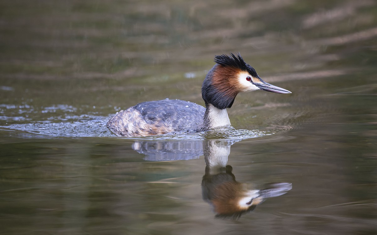 Great Crested Grebe - Sin-Syue Li