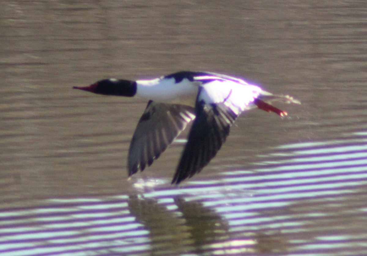 Common Merganser - ML547048711