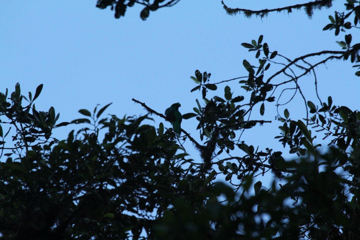 Golden-headed Quetzal - ML547050401