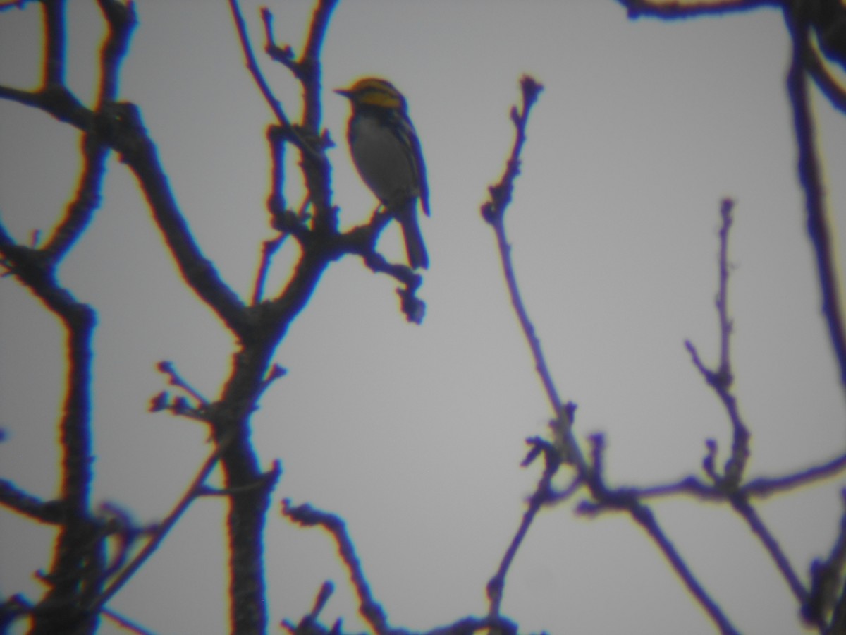 Golden-cheeked Warbler - ML54705041