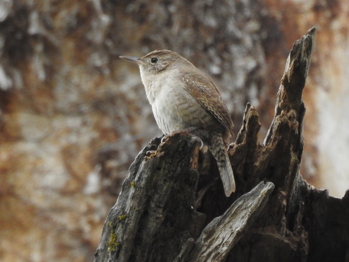 House Wren - ML54705081