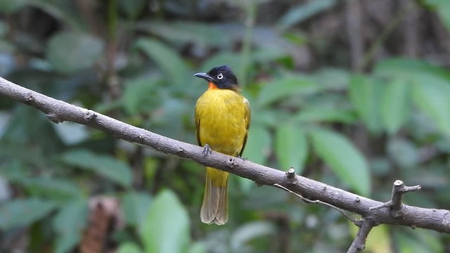 Flame-throated Bulbul - ML547051221