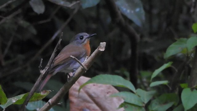 White-bellied Blue Flycatcher - ML547051311