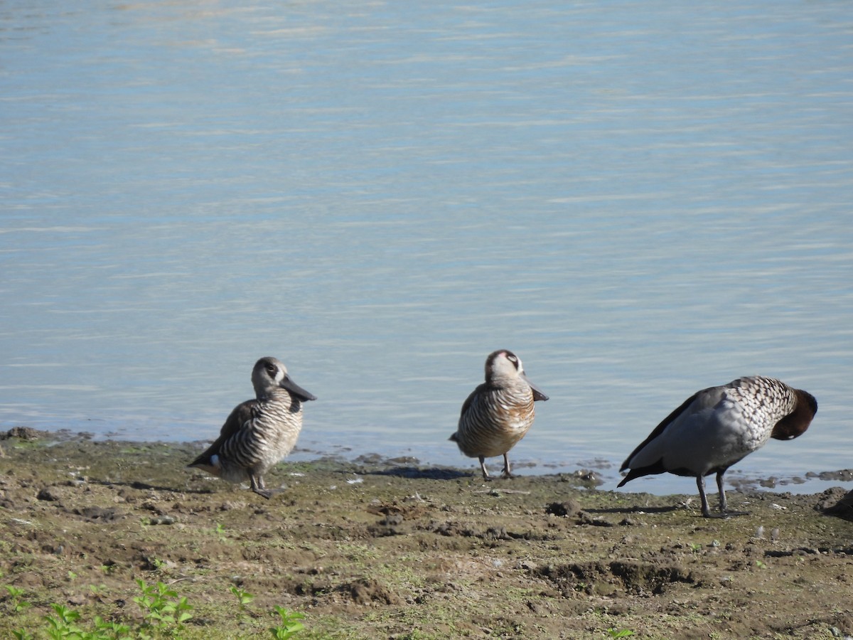 Pink-eared Duck - ML547051441