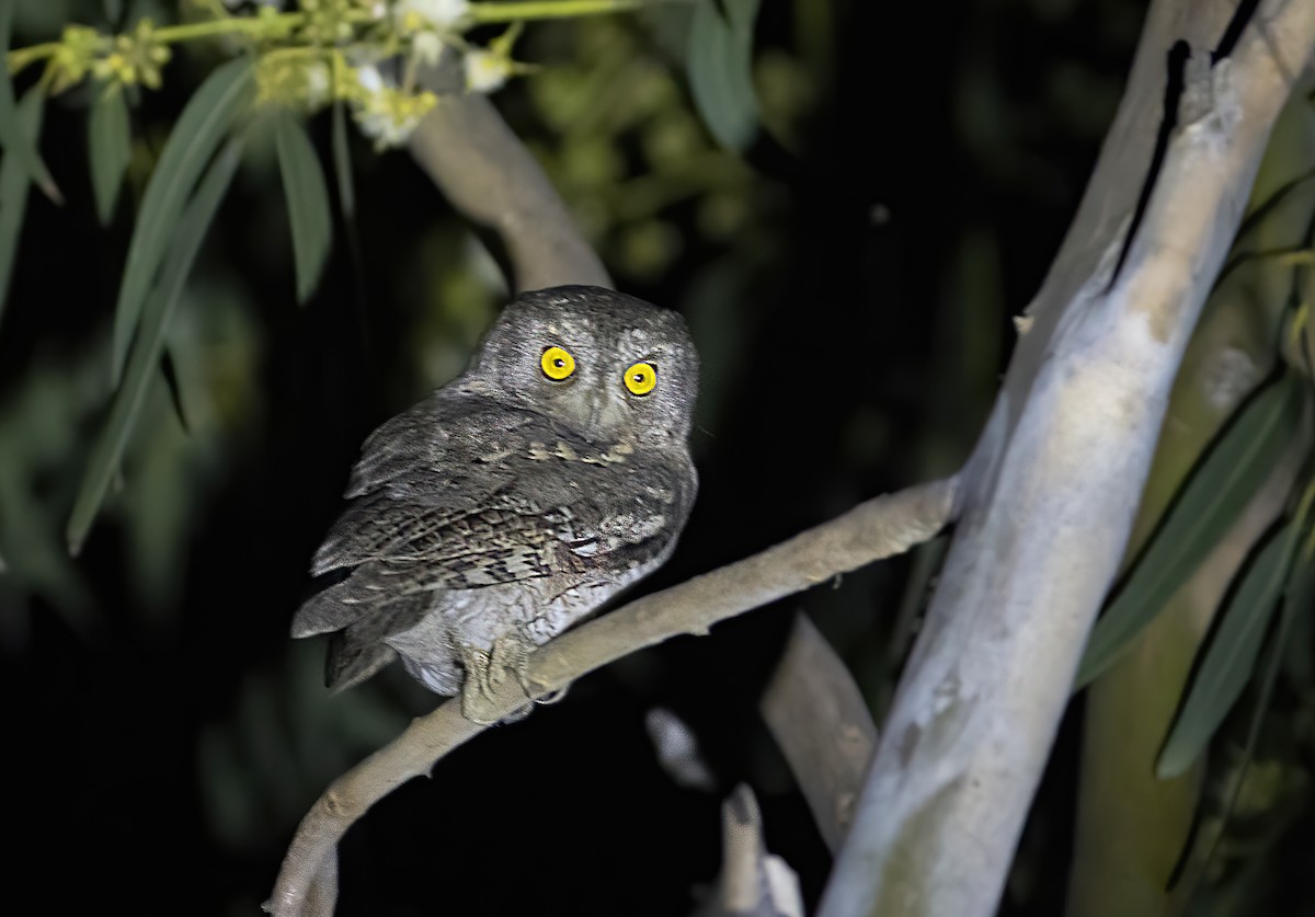 Oriental Scops-Owl - ML547054261