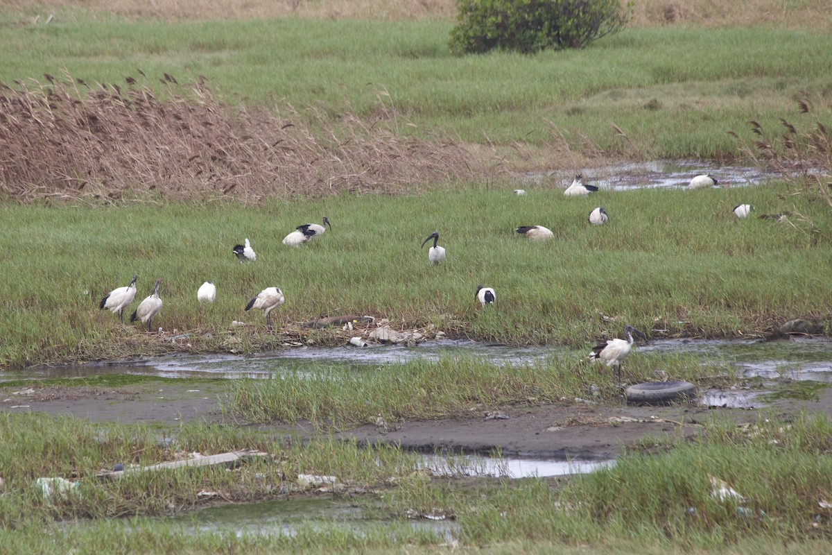 African Sacred Ibis - Yung-Kuan Lee