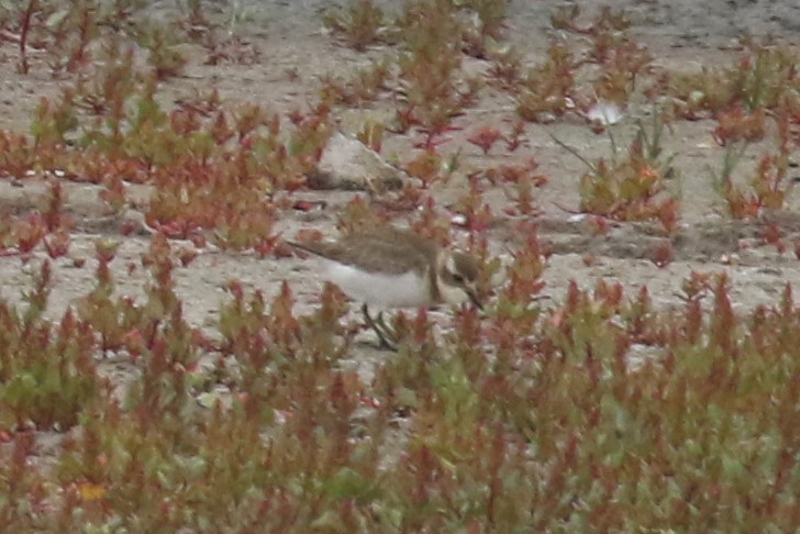 Double-banded Plover - ML547057191