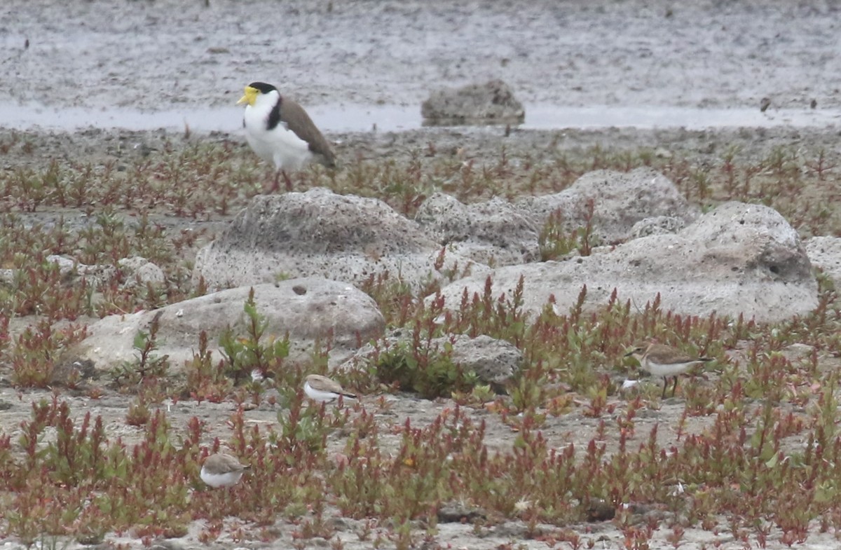 Double-banded Plover - ML547057211