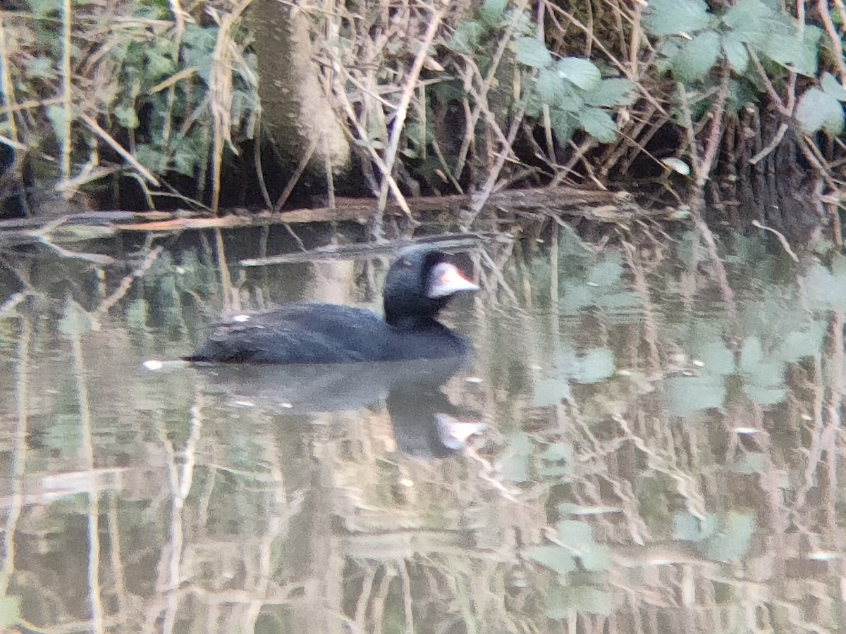 Common Scoter - Steve Thorpe