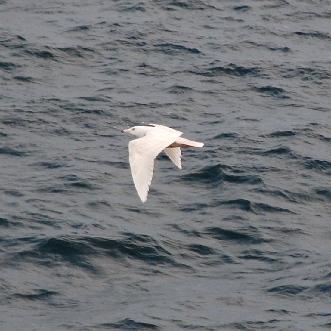 Glaucous Gull - ML547058501