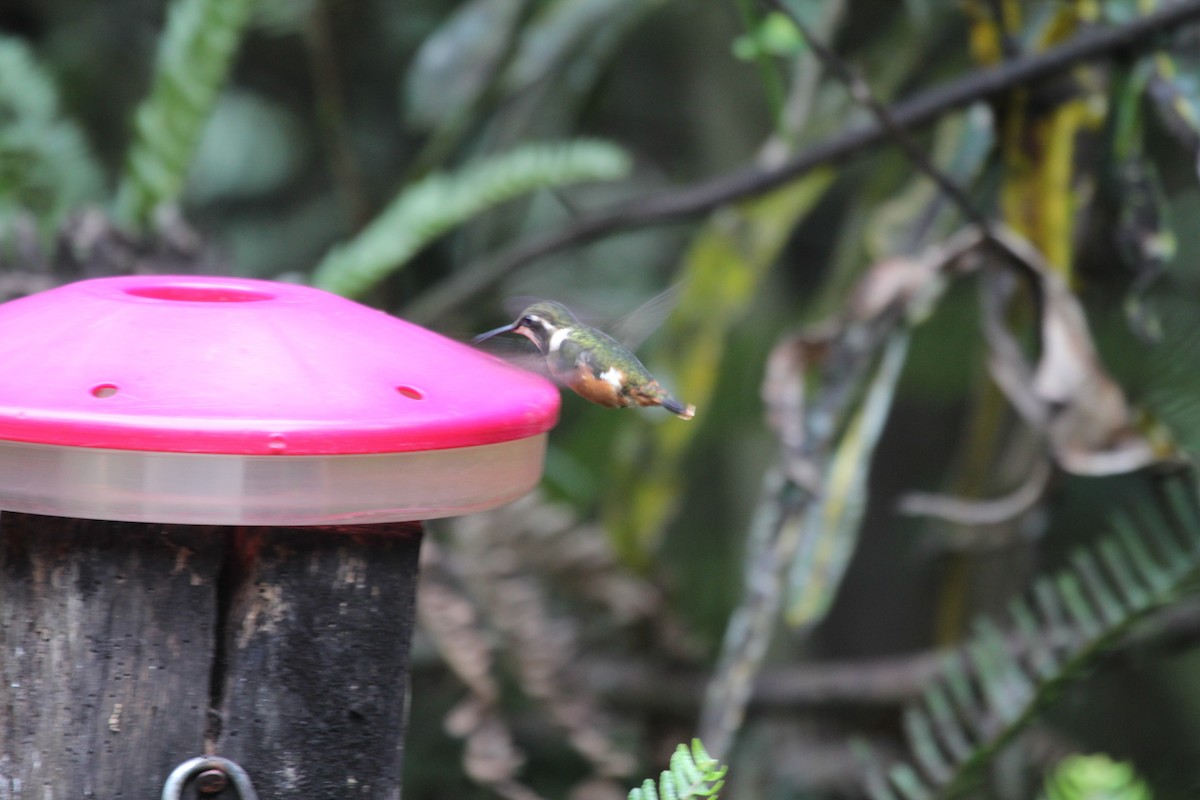 Purple-throated Woodstar - Gareth James