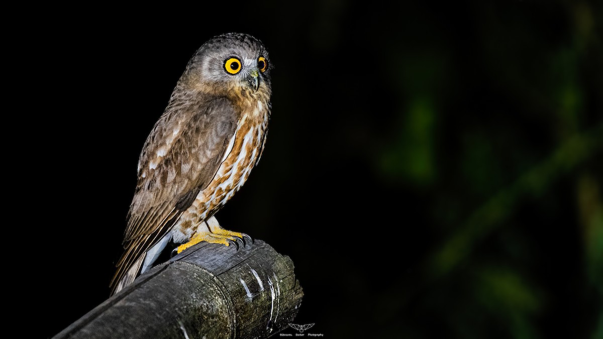 Brown Boobook - ML547058741