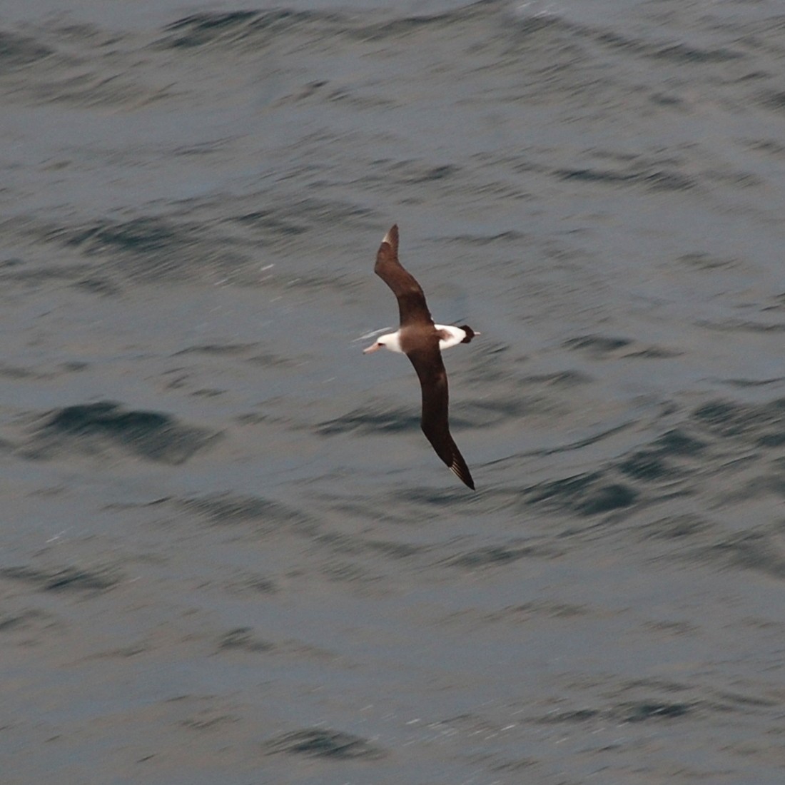 Laysan Albatross - ML547060841
