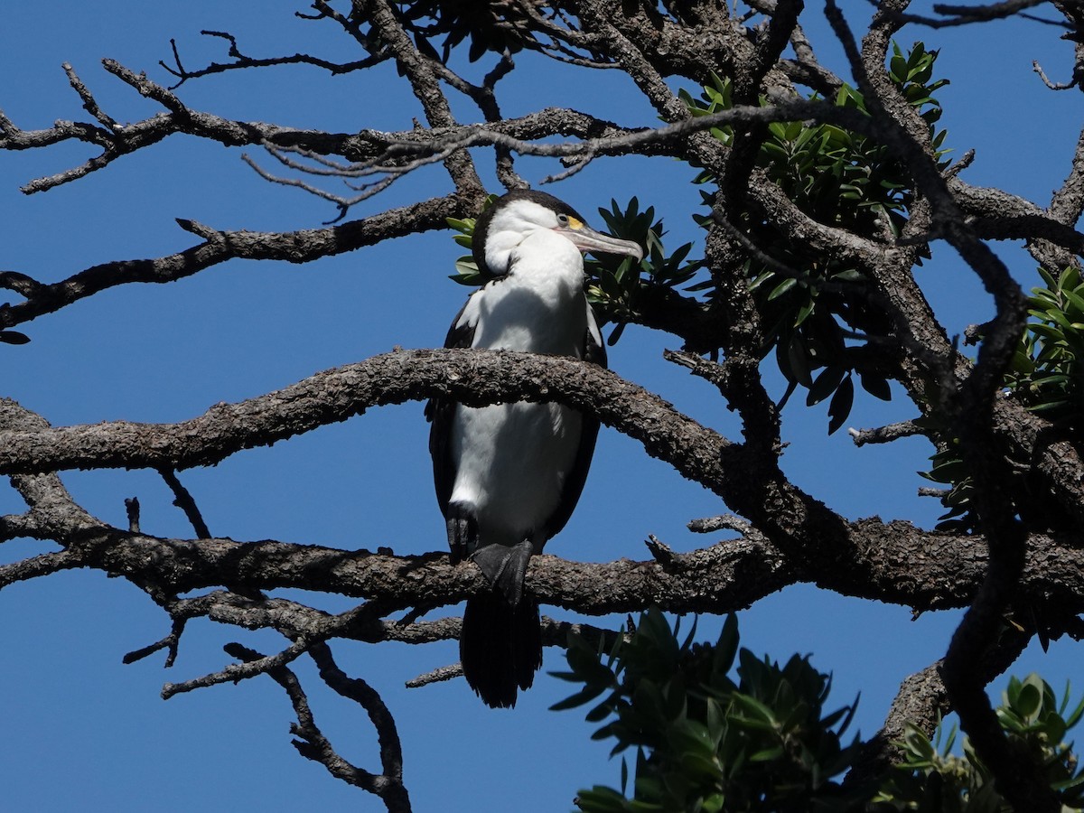 Cormorán Pío - ML547061291