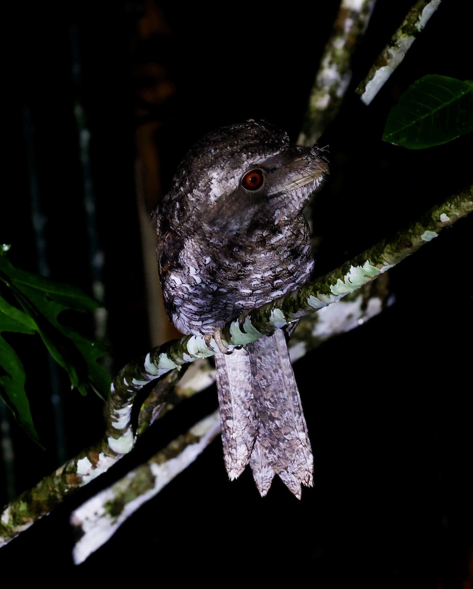 Papuan Frogmouth - ML547061791