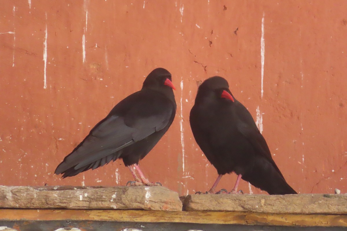 Red-billed Chough - ML547063211