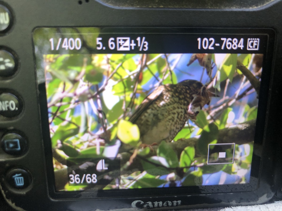 Шивэр хөөндэй - ML547063391