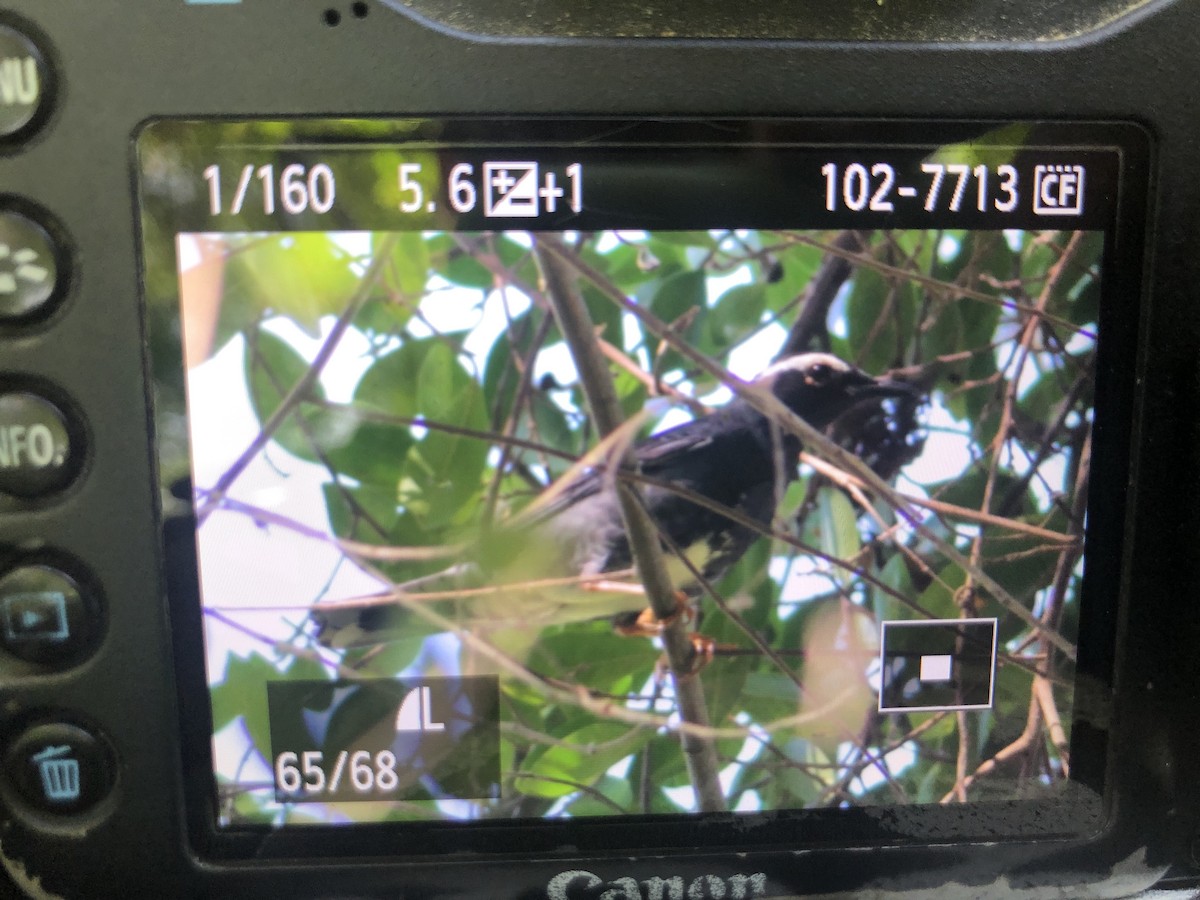 Шивэр хөөндэй - ML547063401