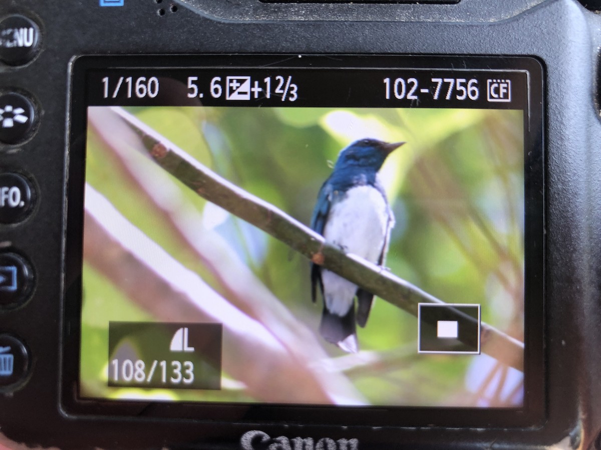 Zappey's Flycatcher - ML547063501