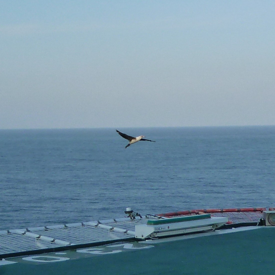 Red-footed Booby - ML547063741