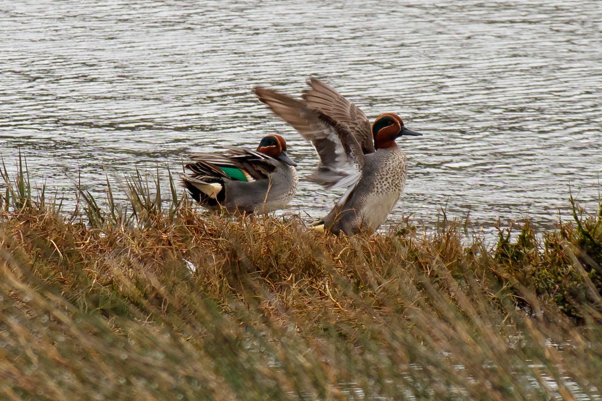 Green-winged Teal (Eurasian) - Juno Toni