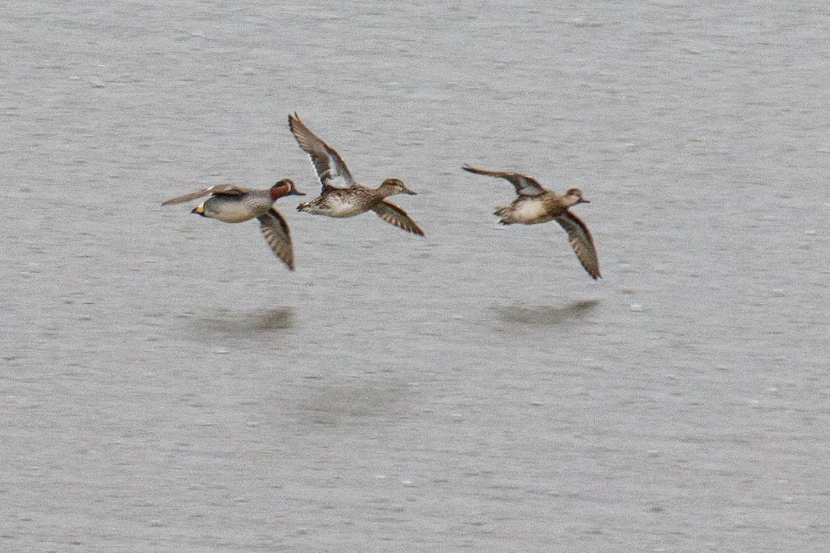 Green-winged Teal (Eurasian) - ML547065301