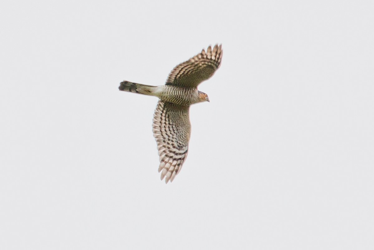 Eurasian Sparrowhawk - ML547065431