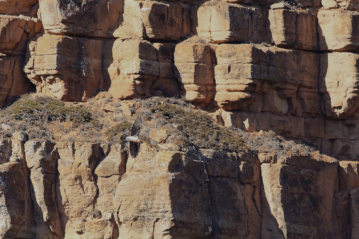 Bearded Vulture - ML547066061