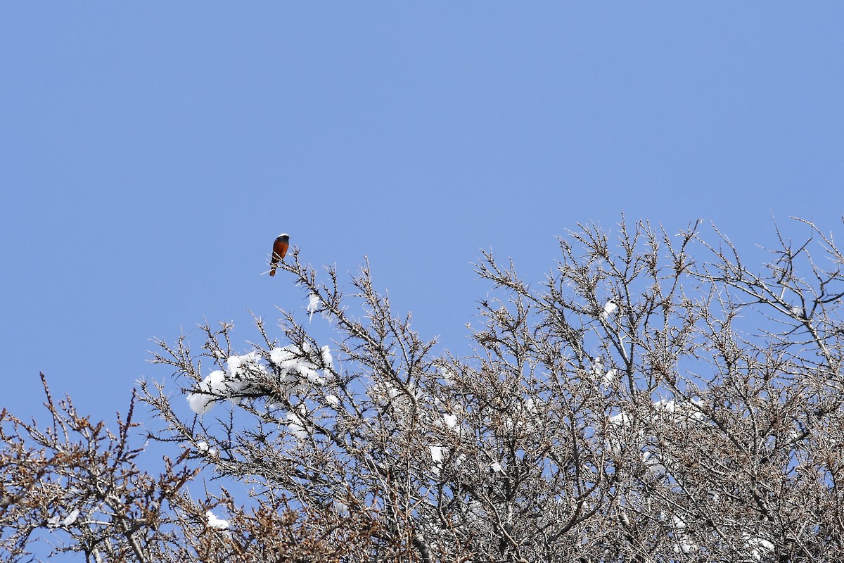 White-winged Redstart - ML547066431