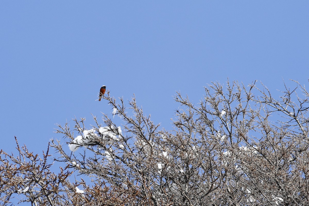 White-winged Redstart - Zbigniew Wnuk