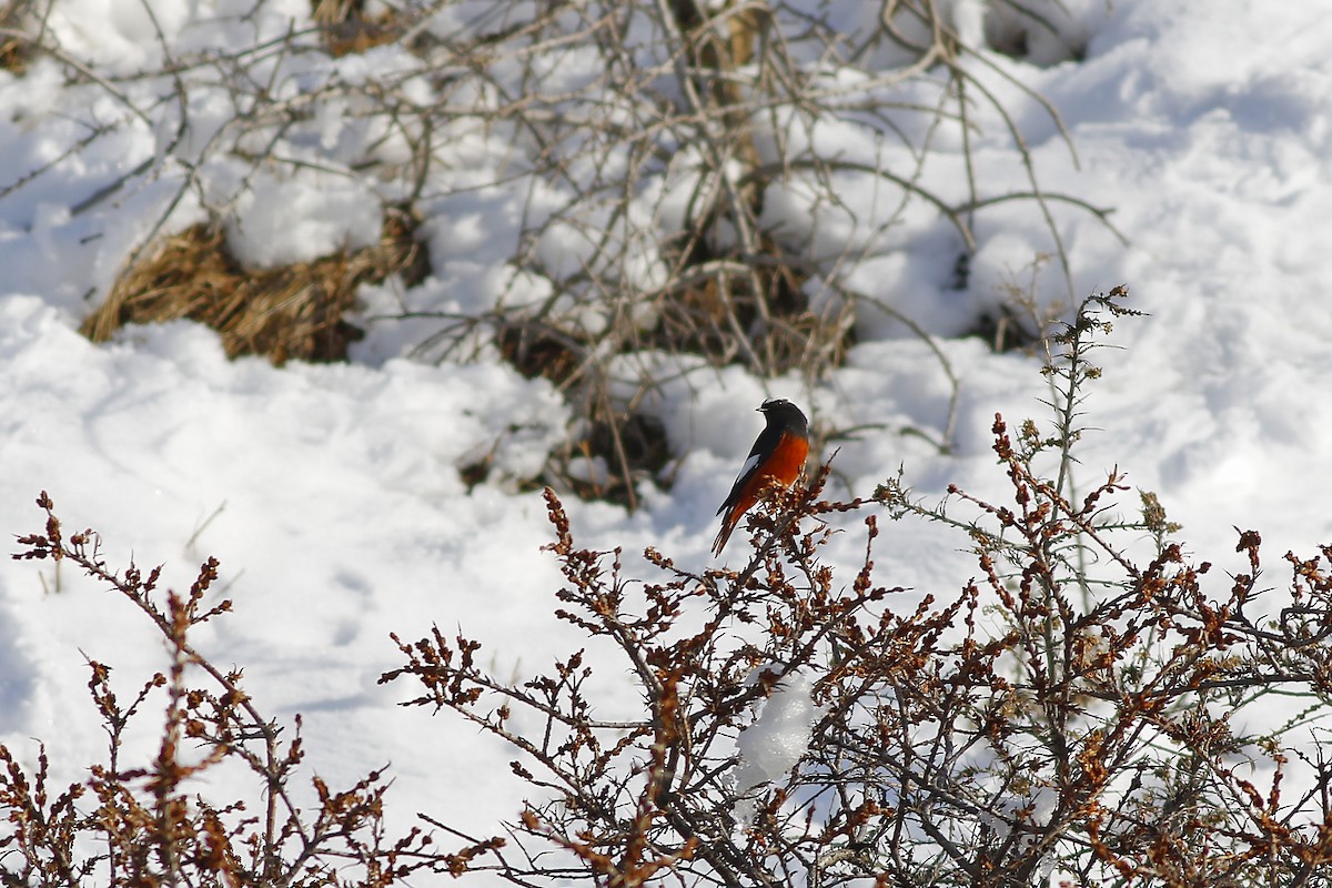 White-winged Redstart - Zbigniew Wnuk