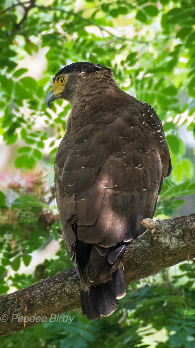 Crested Serpent-Eagle - ML547067191