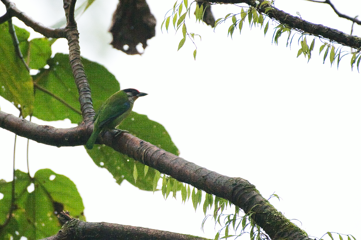 Golden-throated Barbet - ML547067231