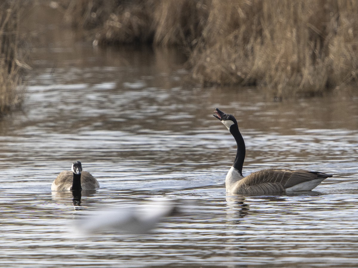 Canada Goose - ML547067241