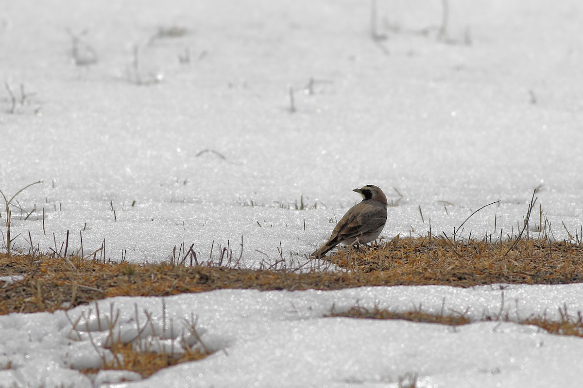 Horned Lark - ML547067611