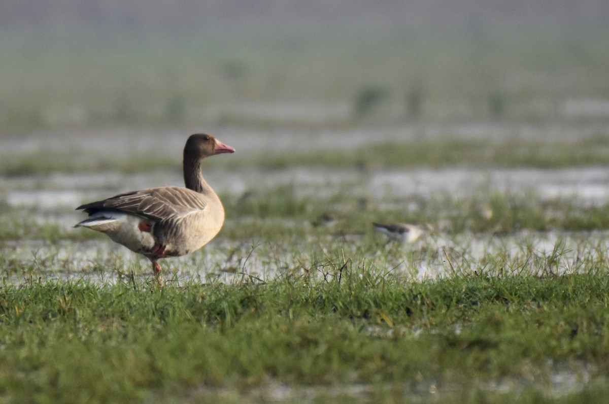 Graylag Goose - ML547067751