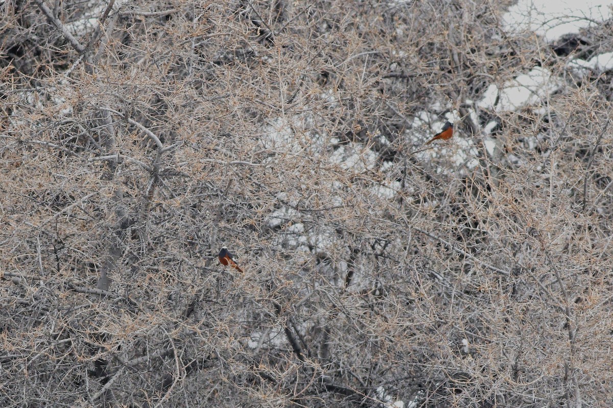 White-winged Redstart - Zbigniew Wnuk