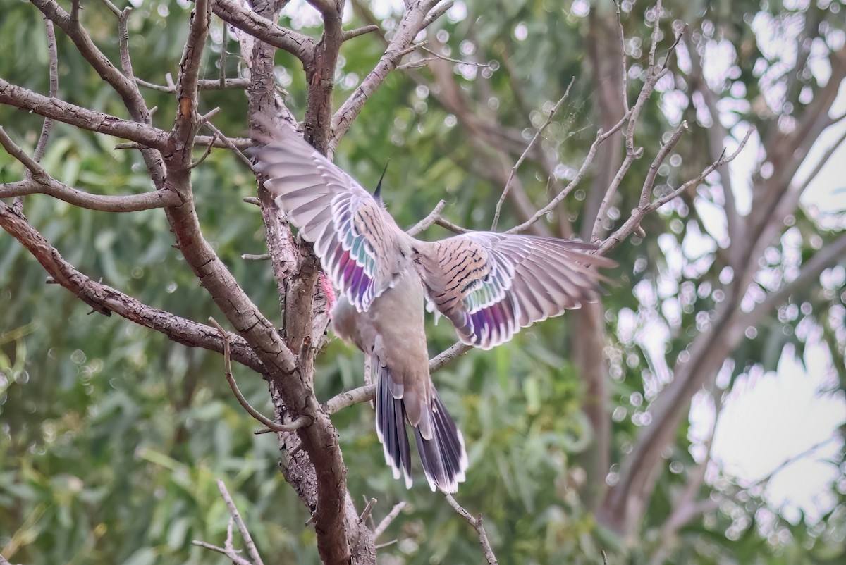 Crested Pigeon - ML547068441