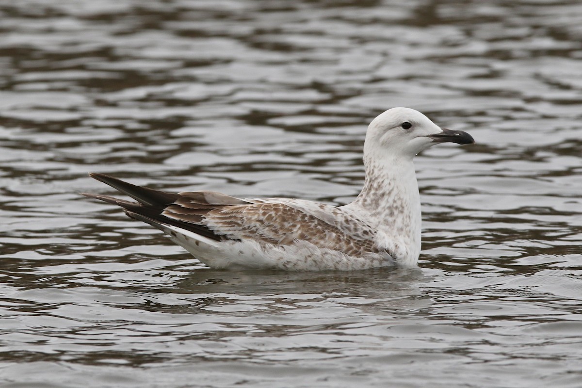 Caspian Gull - Richard Bonser