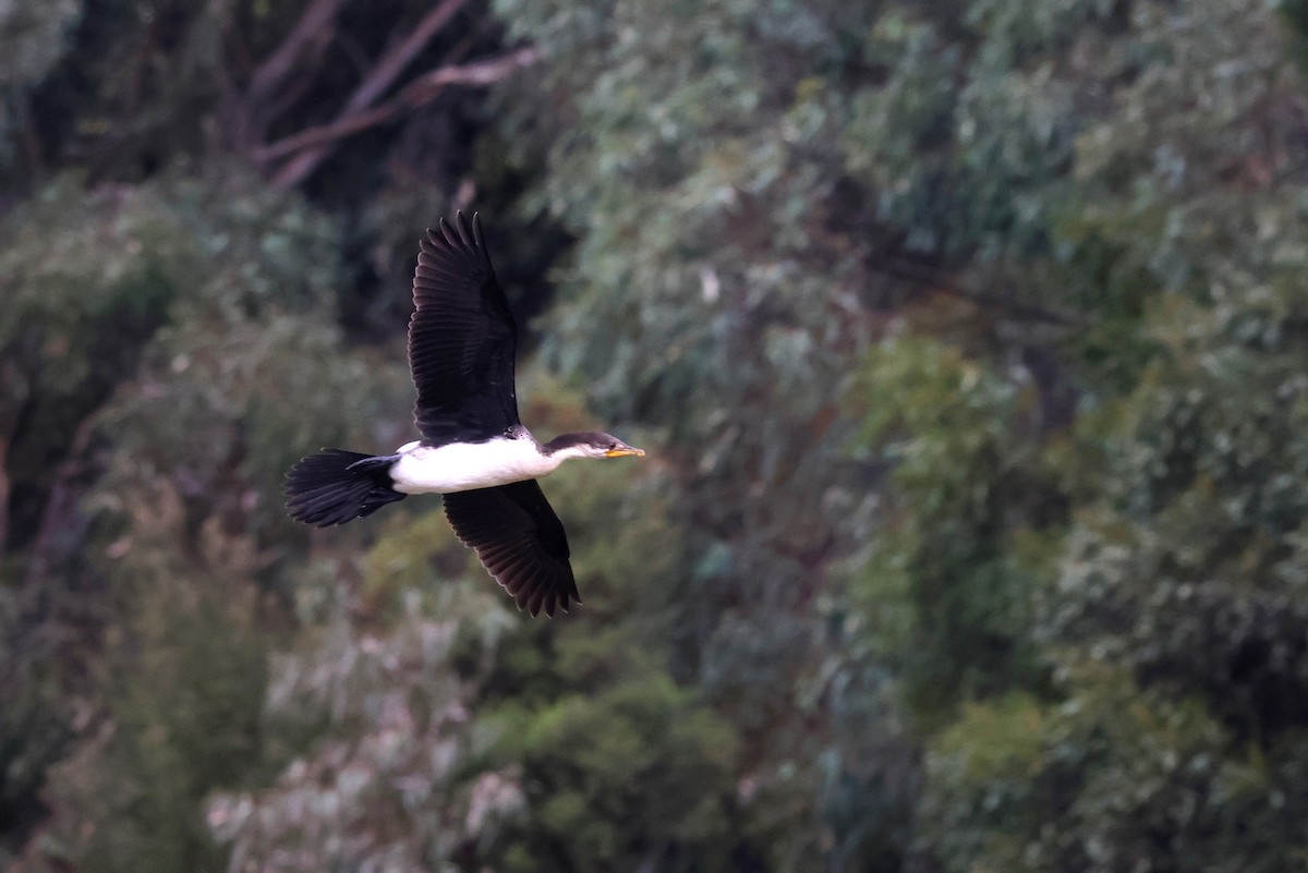 Little Pied Cormorant - ML547069671