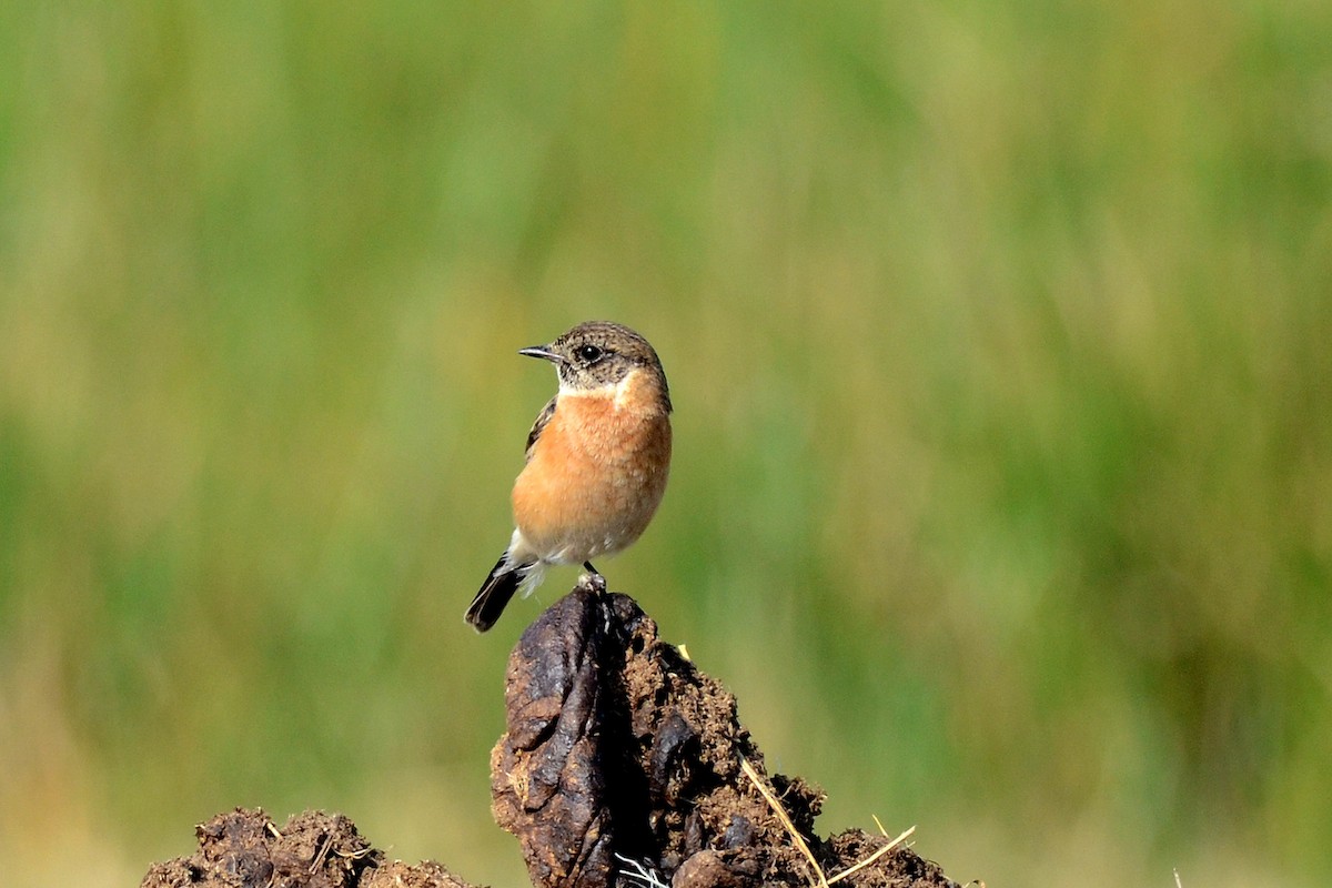 Siberian Stonechat - ML547070041