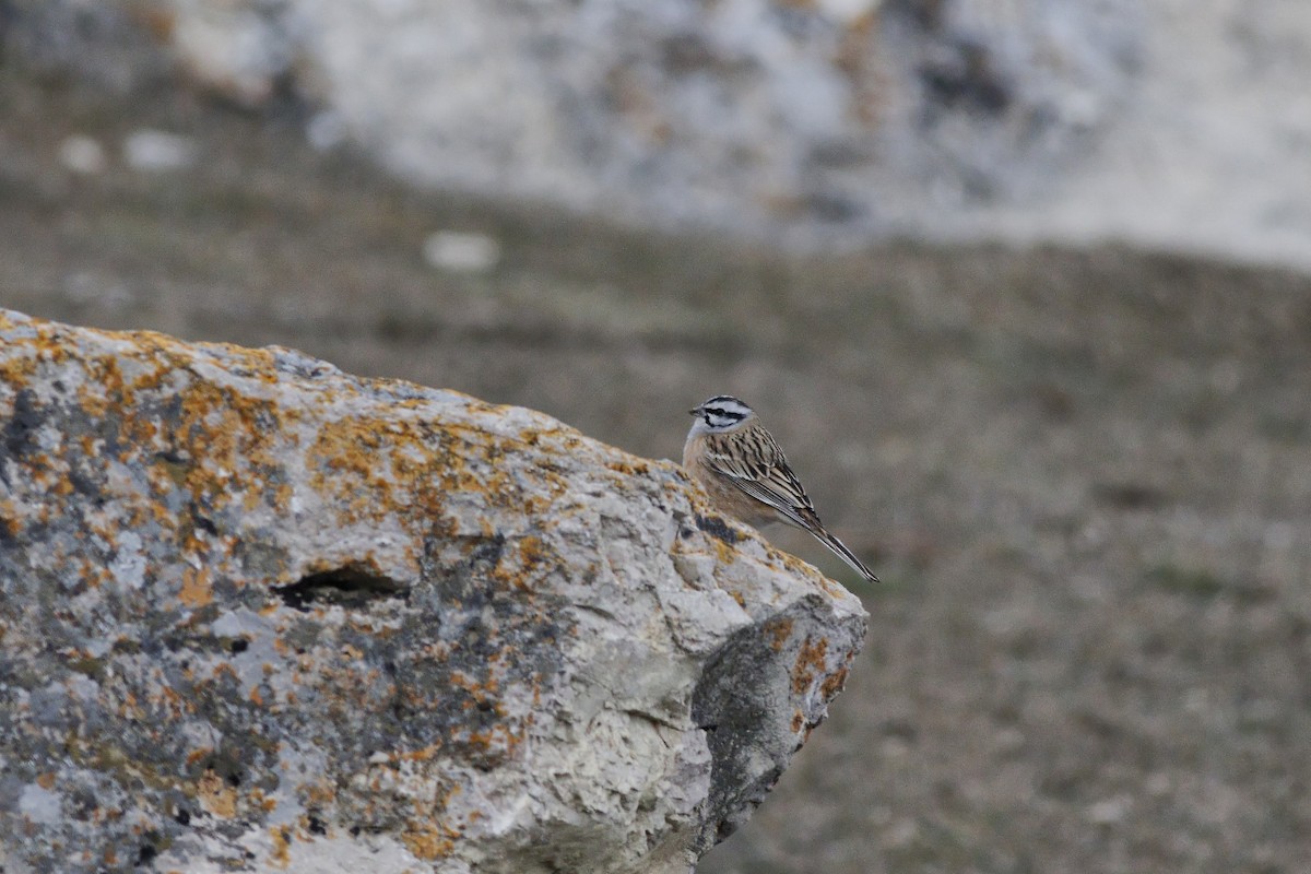 Rock Bunting - Zbigniew Wnuk