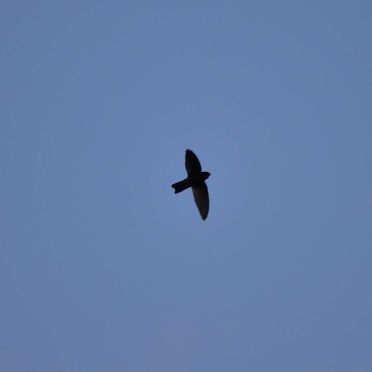 Caroline Islands Swiftlet - ML547070741