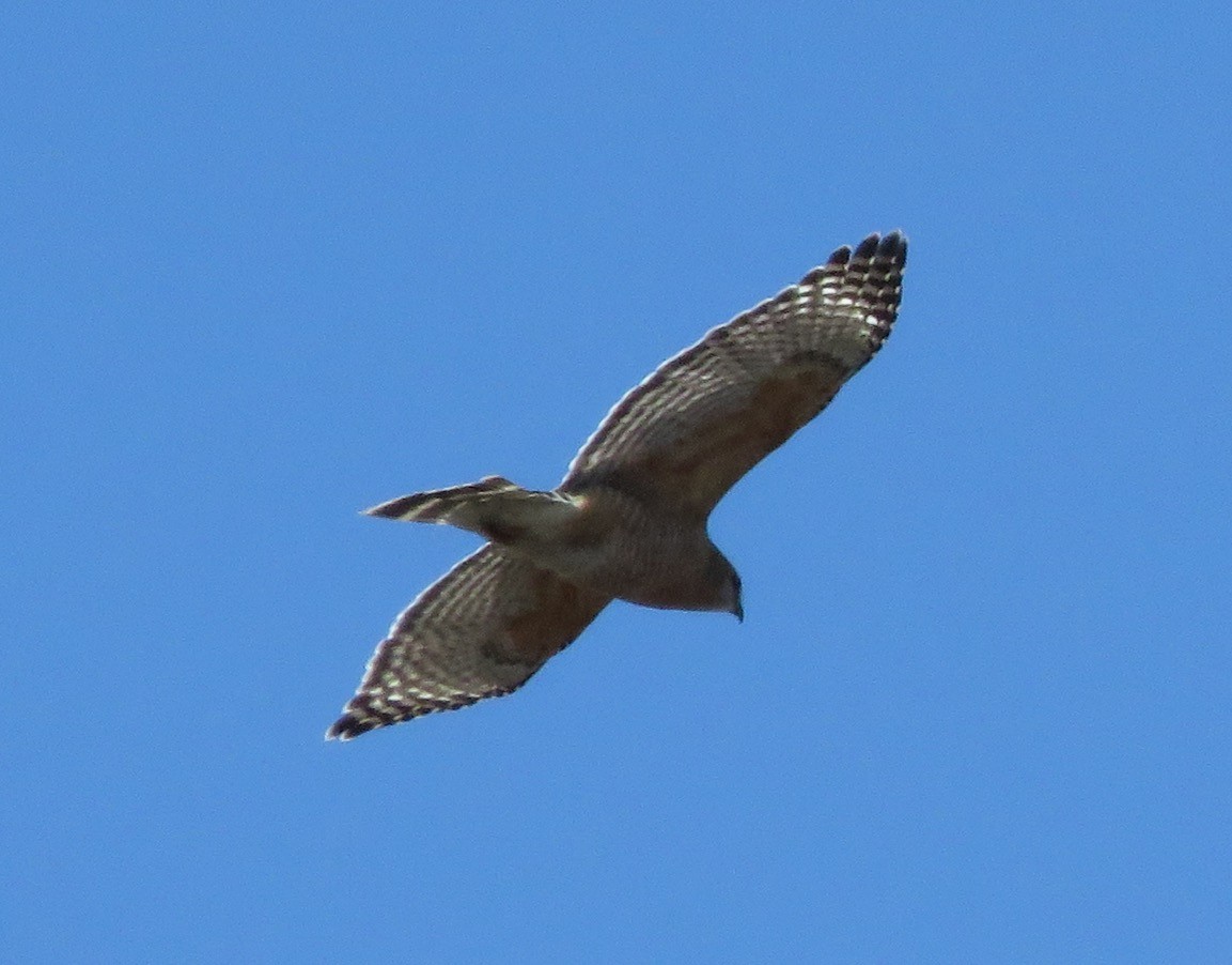 Red-shouldered Hawk - ML547070881